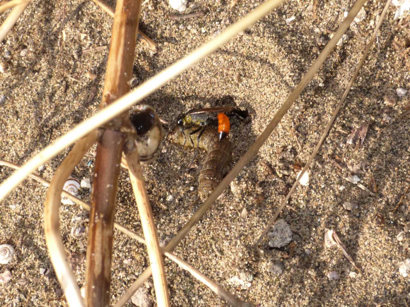 Ammophila: comportamento strano